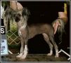 Bodeswell Midnight Rendez Vous Chinese Crested
