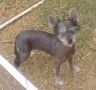 Yeshua's Sunny Lil Blossom-H Chinese Crested