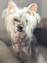 Crestilux Her Highness Chinese Crested