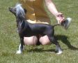 Tri-Cas Dare To Be Bare Chinese Crested