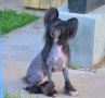 Ognenny Lotos Zhasmin Chinese Crested
