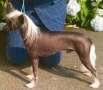 Speechless Bare With Me At Cosmic THL Chinese Crested