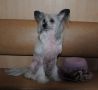 Silver Tauer Open Year Chinese Crested