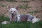 Mstical MoonlightTinker Bell Chinese Crested