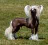 CH Holliwould Playboy Chinese Crested