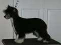 NicNak's Sorceress at Crestyle PP Chinese Crested