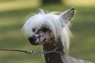 Xioma Dragon Of The Smoke Chinese Crested
