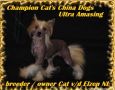 Cat's China Dogs Ultra Amasing Chinese Crested