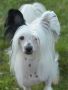 HitLine Ltd Ultra Mega Boom Chinese Crested