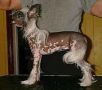 Bl Mandag's Tingeling Chinese Crested