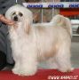 Adriana Hozu Chinese Crested