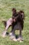 Raymond Sorcery iz Clana Timurlana Chinese Crested