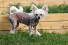 Kalimera's Lipsi Chinese Crested