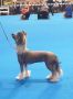 CH. Bryelis Strike a Pose Chinese Crested