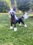 Touch Beauty Yakuza Without Crime Chinese Crested