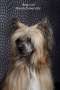 Be My Dog's Umbrella Dancer Chinese Crested
