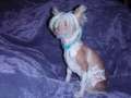 My Lucky Lilly Delight Chinese Crested