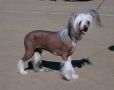 Hebblas Calamintha Chinese Crested