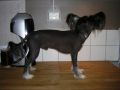 Om Ints Biscuite Chinese Crested