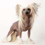 Moelmo's On Top Chinese Crested