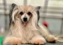 Sonik Diamond of the Night Chinese Crested