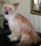 HotnTot's Texas Thunder Chinese Crested