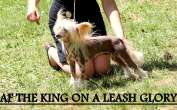 Af The King On a Leash Glory