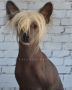 Volcancrest Crter of the Moon Chinese Crested