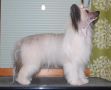 Pinky Twinky Burrascoso Beb Chinese Crested