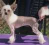 Speechless Look What You Made Me Do Chinese Crested