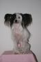 Feng Shui Diamonds Forever Chinese Crested