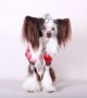 Luksorius Frederick Victor Chinese Crested