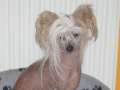 One and Only von Shinbashi Chinese Crested