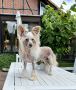 Only For You von Shinbashi Chinese Crested