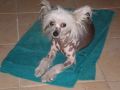 Sziky Fox Hounting Jack Elza  Chinese Crested