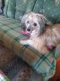 Beauty Chinese Crested