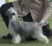 ABis of yonghui Chinese Crested