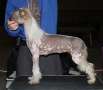 Crestyle Brew HL Chinese Crested