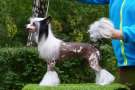 Kristallia Planet Of Dream Chinese Crested