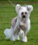 Blue Wing's Dolce N Gabbana Chinese Crested