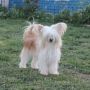 Gardine Solar Flare Chinese Crested