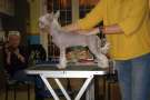 Jr. It. Ch. One More Story von Shinbashi Chinese Crested