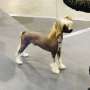 GCH Blanch-o's Fire Away at Frozen Star Chinese Crested