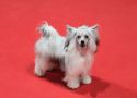 Altamira Imperial Bohemia Chinese Crested
