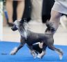 Edelweiss Guns'N Roses Chinese Crested