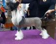 Miniatura Club Maryam Chinese Crested