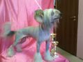 Fiery Fame Attis Chinese Crested