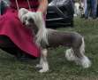 Sirocco A Mad Fig In My Wig Chinese Crested
