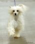 Razzmatazz Faux Fur Chinese Crested