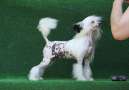 Zheneva-Debjut Miss Dior Chinese Crested